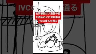 腹部画像診断　腎動静脈