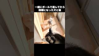 犬と猫が一緒に遊んでたら喧嘩に...#shorts