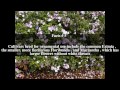 brunfelsia pauciflora top 5 facts