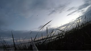 My First Redhead - South Florida Duck Hunting