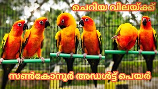 Sunconur || Adult pair || DNA || Certificate ||Available || Ready to Breeding ||Jk Pets farm||