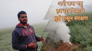 धुई पासून अशे करा हरभरा पिकाचे संरक्षण | Dhui Pasun Ashe Kara Harbhara Pikache Sanrakshan