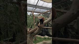 Red Panda at Kobe Animal Kingdom