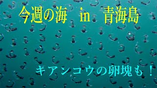 山口県　青海島　今週の海　vol.228