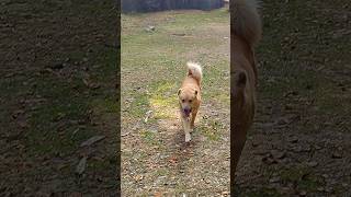 Cute dog running #dog #dogshorts #shorts #doglover #youtubeshorts #doglife #puppy # #attitude #reel