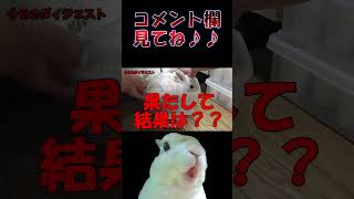 中年になったうさぎの体重測定…結果は？　#shorts #うさぎ #ネザーランドドワーフ #マサカズのうさぎ生活 #うさぎの丸吉