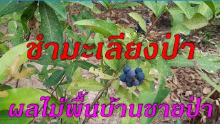 ชำมะเลียงป่า ผลไม้พื้นบ้าน เป็นทั้งอาหารคนและอาหารนก