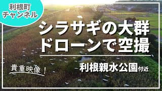 【利根町】シラサギの大群をドローンで空撮してみた【4K】