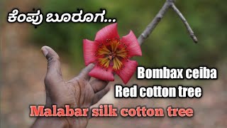 ಕೆಂಪು ಬೂರೂಗ, Red cotton tree