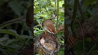 Bird Mom’s Day: Caring and Feeding Her Baby Birds (p2)#viral #trending #shorts #short