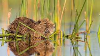 RESTORING THE COYPU IN PATAGONIA PARK, ARGENTINA