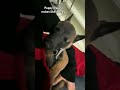 Puppy makes noises like a baby #puppy #pets #cute #baby #dog