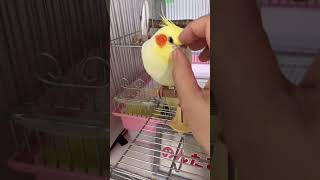 [Cockatiel] Morning Nontama. Various things...#shorts