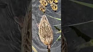 A family of swimming mallard ducks 💦  可愛い カモの親子 #shorts #birds #癒やし動画