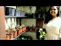 ഇങ്ങനെയൊക്കെ ചെടികൾ ഉണ്ടോ indoor plants ഇഷ്ടം ഉള്ളവർ ഉണ്ടോ വിലവിവരം അടക്കം പറയാം sekotra shop