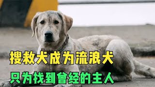 真实故事改编，狗狗原型竟被评为2013最美搜救犬！码头苦等2年只为找到主人！#中国电影 #忠犬流浪记 #电影解说  #movie #film