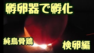 孵卵器で純烏骨鶏の有精卵を孵化に挑戦っ！検卵編。