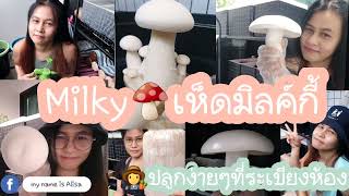 🍄milky เห็ดมิลค์กี้ ปลูกง่ายๆที่ระเบียงห้อง | my name is Alisa