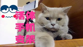 别人家猫能当手机支架！可是我家猫竟这副德行[猫奴的日常]