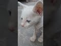 Cute cat 😺 please 1k like and 1k subscribe video viral