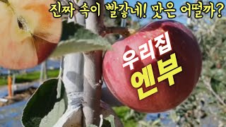 신품종 엔부사과 재배 2년차에 과일 몇개 달았는데 과연 그 맛은? 속빨간 사과