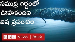 BBC Blue Planet: సముద్ర జీవులు కూడా వెళ్లలేని అందమైన విష ప్రపంచం సముద్ర గర్భంలోనే ఉంది