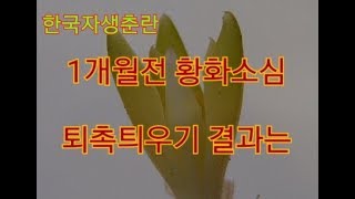 한국 자생 춘란 황화 소심 가구경(퇴촉.벌브) 틔우기 5ㅇ일 경과~~