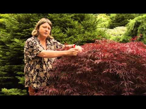 How to Prune Japanese Maples - Instructional Video w/ Plant Amnesty How to Prune Japanese Maples - Instructional Video w/ Plant Amnesty