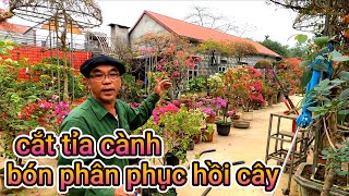 Cắt tỉa cây hoa giấy sao cho đúng khi cây hết hoa, Bón phân phục hồi cây khỏe cây ra hoa lại