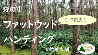 【キャンプ】ファットウッド 白樺樹皮 ハンティング　焚き火・薪ストーブ 一発着火の天然着火剤 Fat Wood \u0026 Birch Bark hunting