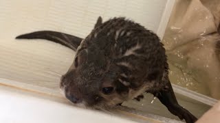 洗濯物の手伝いを頑張ってるようにギリギリ見えるカワウソ otter that doesn't look like it's trying hard to help with the laundry