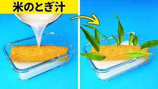 簡単に植物を育てる方法||夏のガーデニングハック