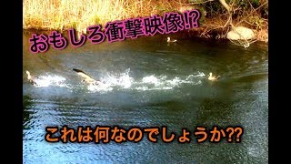 【おもしろ衝撃映像！？】初めて見たカモの行動