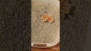 Lewisia Cotyledon in Cat Litter For Drying