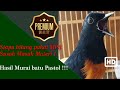 Hasil Masteran MP3 engga kalah sama Burung Asli Nih Buktinya !!!