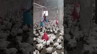 تحويل لحم فروج يكون ممتاز بعد ٣٣ يوم عند الفروج الحم 🐔 نتمنى منكم الأشتراك باقناتنا تايوصلكم كل جديد