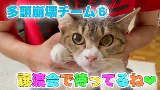 いざ！譲渡会に出場予定の多頭崩壊チーム⑥【Rescued cats】