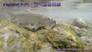 20170318-19 花蓮溪釣卷仔(何氏棘魞 Spinibarbus hollandi) Fishing lure / 渓流釣り in Hualien River