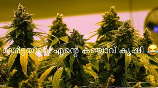 മാൾട്ടയിലെ  എന്റെ കഞ്ചാവ് കൃഷി 😂 💁 cannabis growing process full video #malta #cannabis #europe🚬