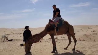 Falling off a camel head first.