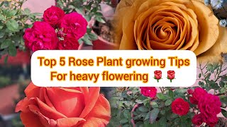 Top 5 caretips n fertilizer for healthy Rose plant |गुलाब  के पौधे पर अधिक फूल पाने के 5जरुरी टिप्स