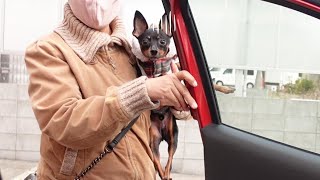 ミニピン あれ？思っていたんと違うwww～多頭飼い～チワワ・シーズー・ミニチュアピンシャー・トイプードル