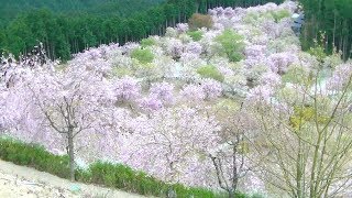 【観光・芸術】奈良　東吉野村　高見の郷　見事な千本枝垂桜　ドローン風に撮ってみました