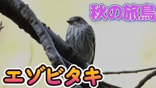 [野鳥撮影] 秋の旅鳥　エゾビタキ　初めてみました　都市公園　谷戸山公園　カワセミ　コンデジ　Nikon COOLPIX P1000