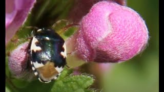 Beetle Species - Käfer Arten