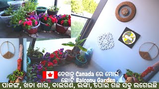 Canada ରେ ମୋର ଛୋଟ Balcony Garden Tour 2021 | Late Post...#balconygarden #balconydecor