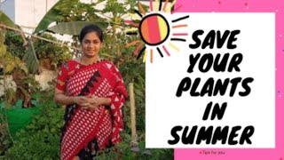 Summer tips/వేసవి వేడి నుండి మొక్కలు ఇలా కాపాడుకోండి  #madgardener #summertips #gardeningtips