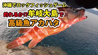 沖磯ロックフィッシュゲーム!アカハタゲーム!牟岐大島![73まい］