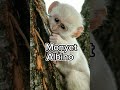 Hewan Albino, Monyet #shortvideo #shorts #albino #monkey