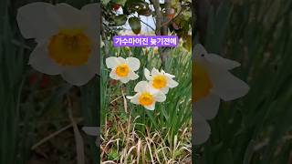 # 가수마이진  # 늦기전에# 수선화꽃말처럼.신비.고결.자기사랑.응원합니다.